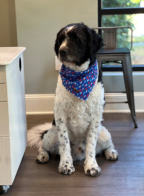 Tucker the Therapy Dog is the newest addition to our team!